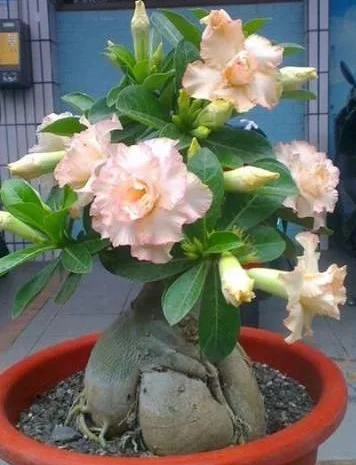 Адениум – роза пустыни- фото № 1