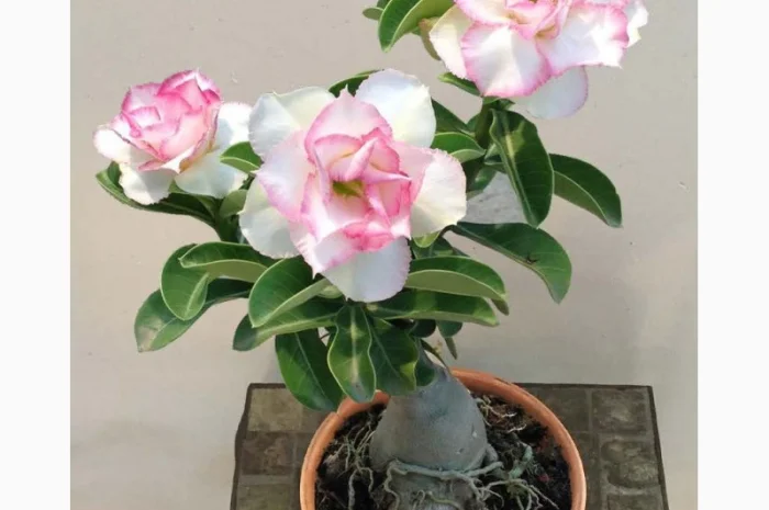 Адениум – роза пустыни- фото № 2