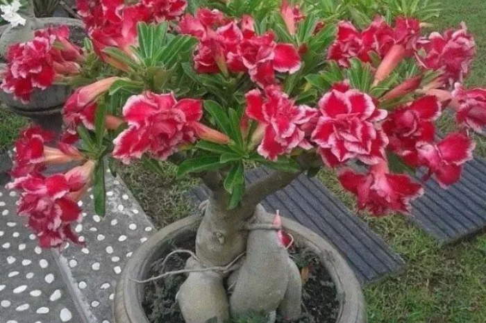 Адениум – роза пустыни- фото № 3