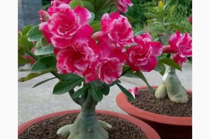 Адениум – роза пустыни- фото № 4