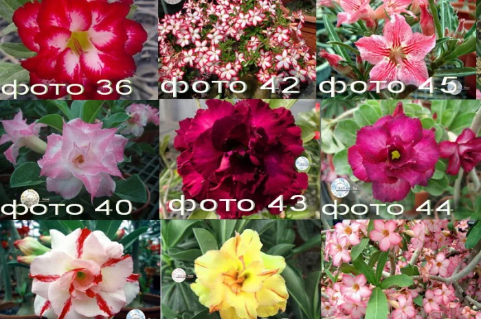 Адениум – роза пустыни- фото № 5