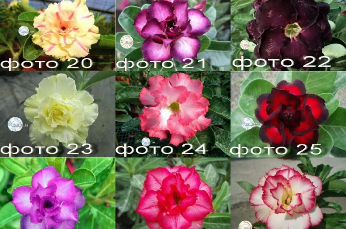 Адениум – роза пустыни- фото № 6