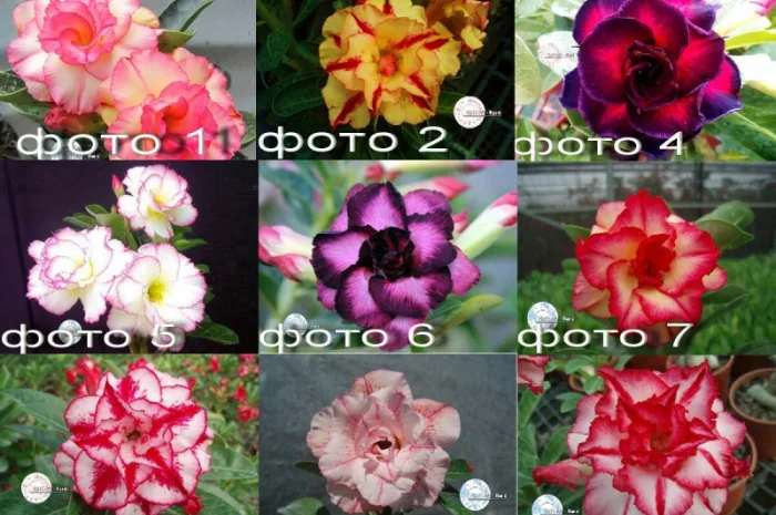 Адениум – роза пустыни- фото № 7