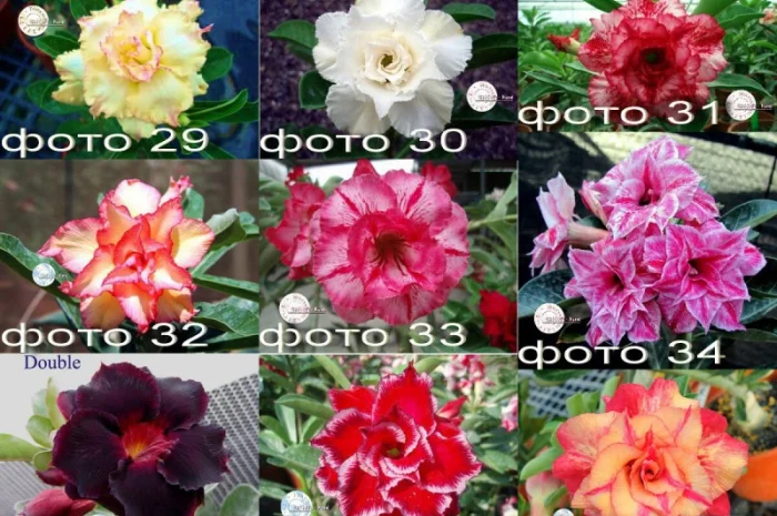 Адениум – роза пустыни- фото № 9