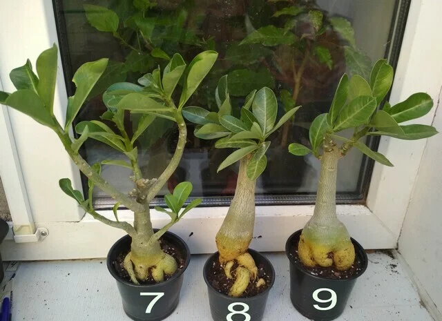 Адениум – роза пустыни- фото № 13