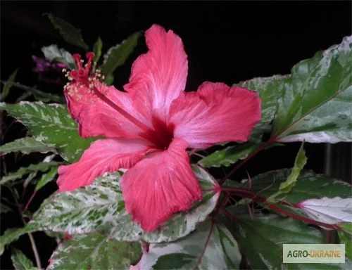 Продам гибискус комнатный пестролистный - гибискус Купера (китайская роза)- фото № 1