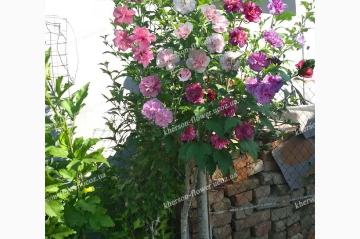 Продам гибискус комнатный пестролистный - гибискус Купера (китайская роза)- фото № 7