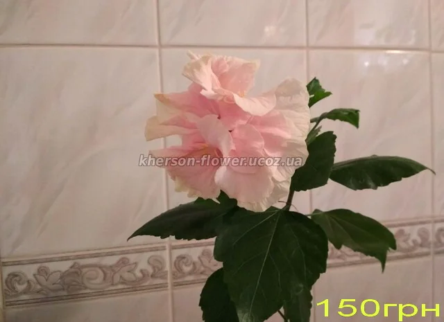 Продам гибискус комнатный пестролистный - гибискус Купера (китайская роза)- фото № 11