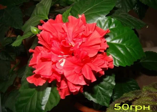 Продам гибискус комнатный пестролистный - гибискус Купера (китайская роза)- фото № 12