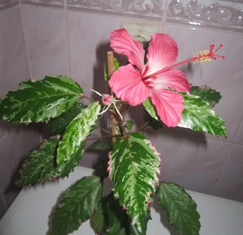 Продам гибискус комнатный пестролистный - гибискус Купера (китайская роза)- фото № 2