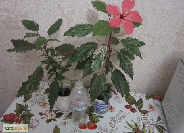 Продам гибискус комнатный пестролистный - гибискус Купера (китайская роза)- фото № 3