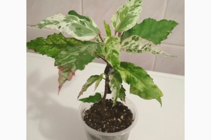 Продам гибискус комнатный пестролистный - гибискус Купера (китайская роза)- фото № 4