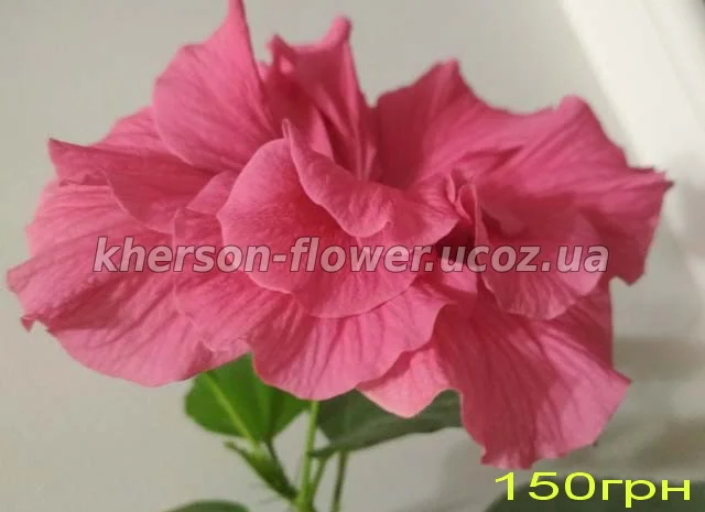 Продам гибискус комнатный красный махровый (китайская роза)- фото № 4