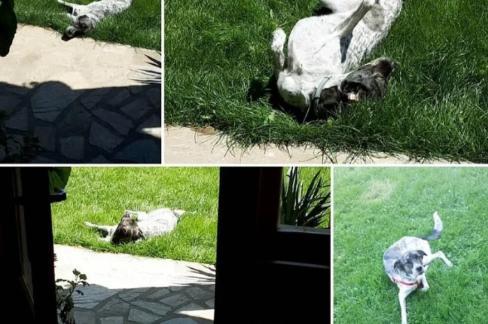 Газон. Український універсальний газон "весела трава"- фото № 2