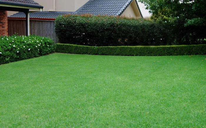 Продам семена газонной травы, Житомерская обл, Бердичев- фото № 1