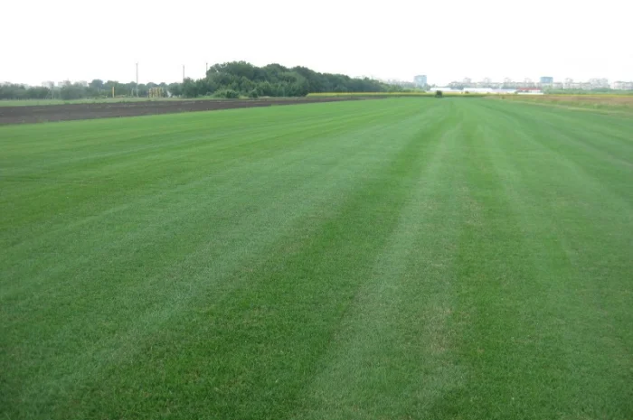 Рулонний газон Партерний- фото № 1