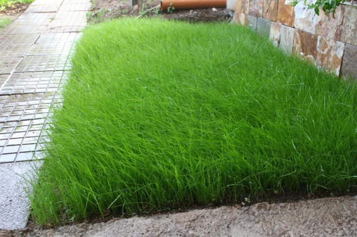 Овсяница семена- фото № 1