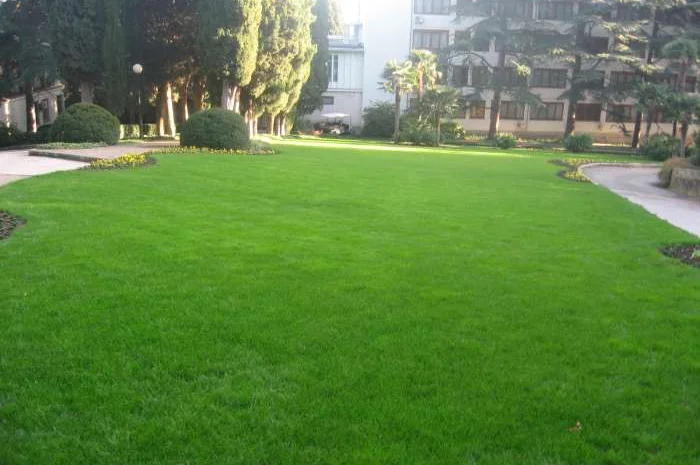 Мятлик луговой- фото № 1