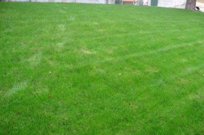 Игровой газон- фото № 2