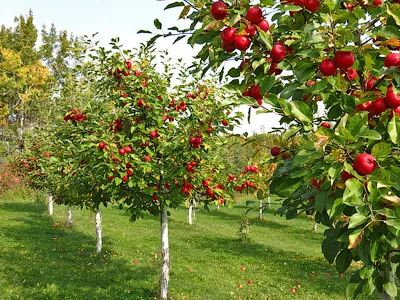 Tравосуміш для благоустрою садових міжрядь (також з ПДВ)- фото № 1