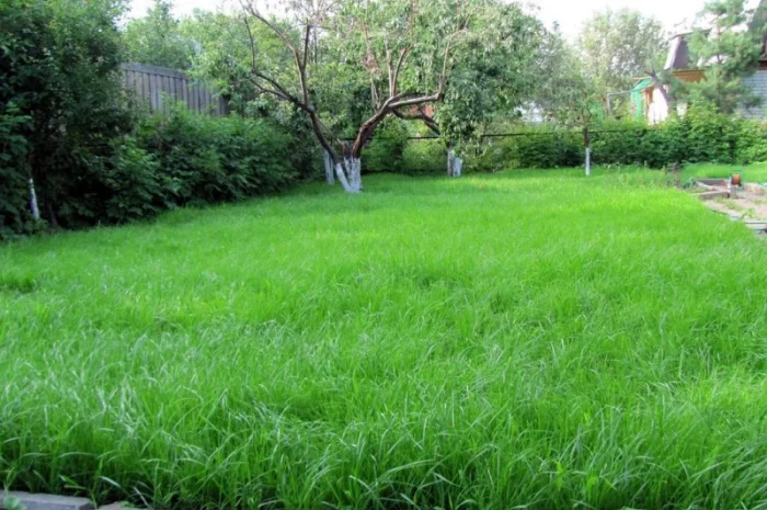 Cyміші Haсіння трав газонних- фото № 1