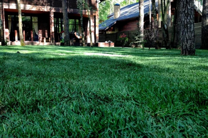 Суміші газонних трав в асортименті. Ціна залежить від суміші- фото № 1