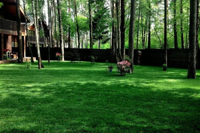 Суміші газонні. Різні ціни (залежно від виду)!!! Ідеальний вибіp- фото № 1