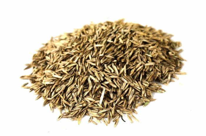 Райграс газонний сорт Оріон від 1 кг- фото № 1