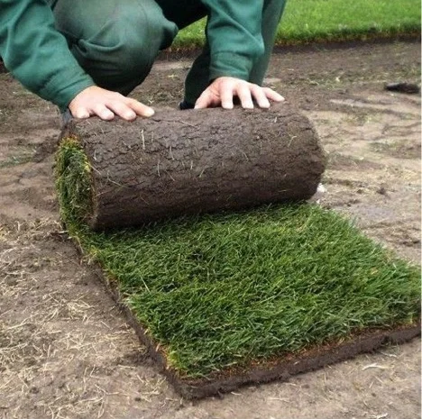 Предлагаем продажу с доставкой и разгрузкой и укладкой качественный Рулонный газон "- фото № 2