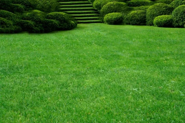 Предлагаем продажу с доставкой и разгрузкой и укладкой качественный Рулонный газон "- фото № 3