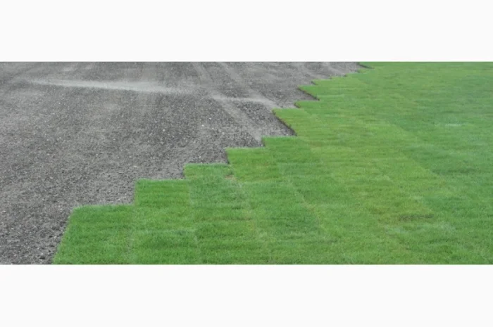 Предлагаем продажу с доставкой и разгрузкой и укладкой качественный Рулонный газон "- фото № 5
