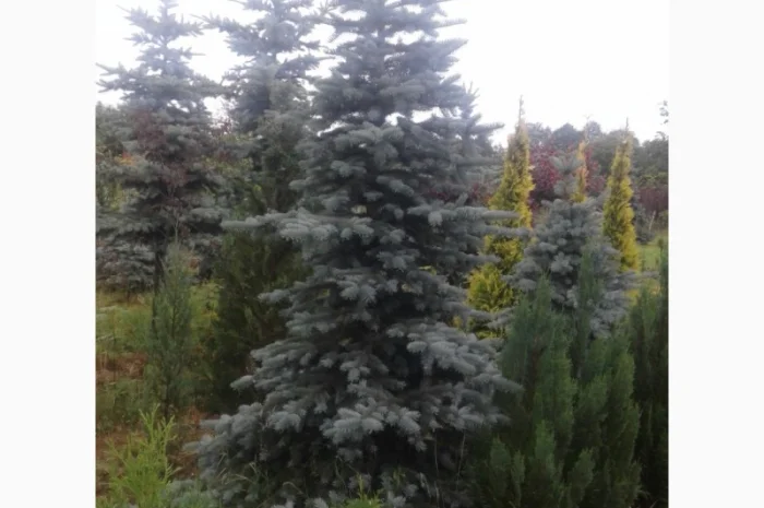 Продам голубі ялинки- фото № 1