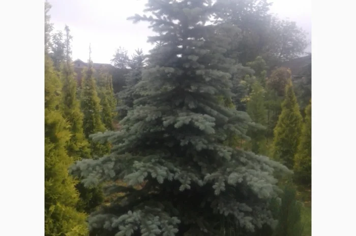 Продам голубі ялинки- фото № 2