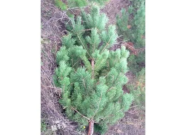 Продам новорічні сосни.Живые пушистые новогодние сосны- фото № 6