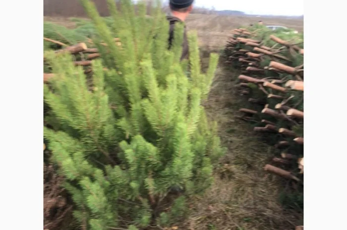 Продам новорічні сосни.Живые пушистые новогодние сосны- фото № 4