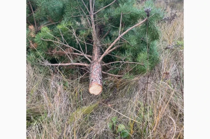 Продаются живые пушистые новогодние сосны- фото № 7