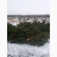 Продаются живые пушистые новогодние сосны- фото № 8