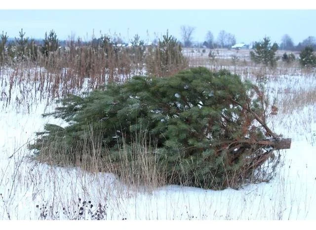 Продам новорічні сосни.Живые пушистые новогодние сосны- фото № 1