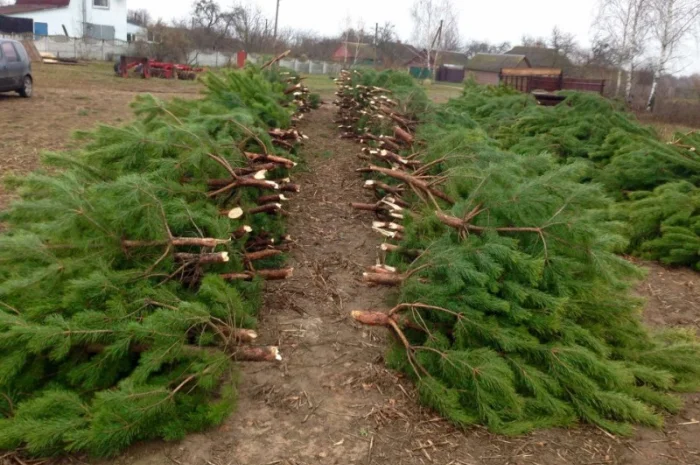Продам новорічні сосни.Живые пушистые новогодние сосны- фото № 8