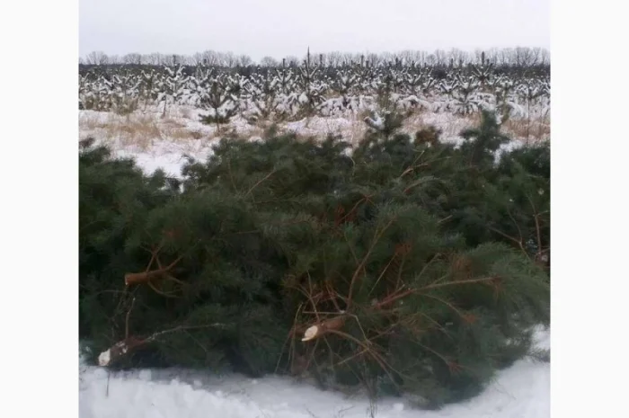 Продам новорічні сосни.Живые пушистые новогодние сосны- фото № 2