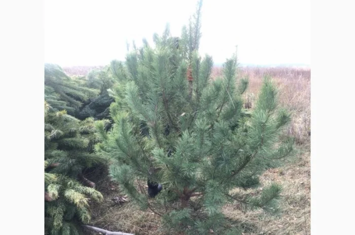 Продам новорічні сосни.Живые пушистые новогодние сосны- фото № 3