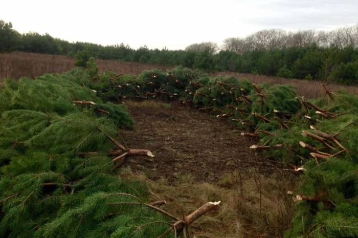 Елка сосна новогодняя, купить сосну оптом можно у нас.новорічні ялинки і сосни- фото № 7
