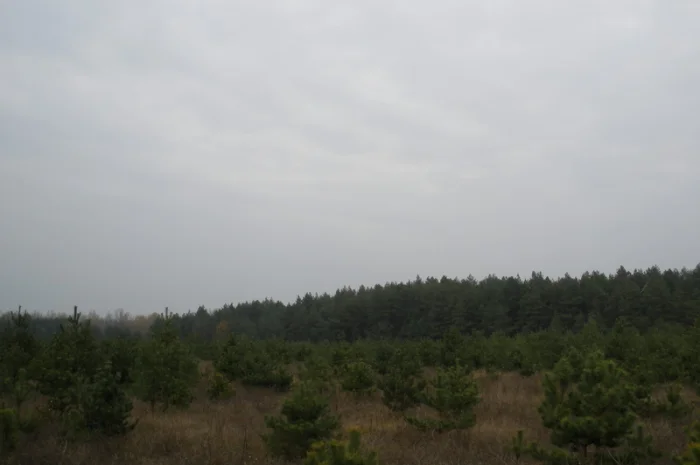 Новогодние елки сосна – большой выбор- фото № 3