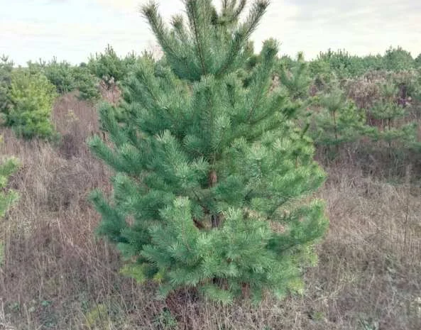 Елка сосна новогодняя, купить сосну оптом можно у нас.новорічні ялинки і сосни- фото № 5