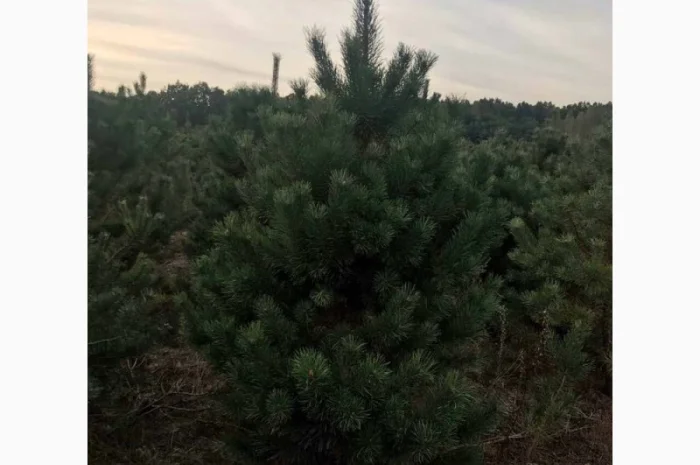 Елка сосна новогодняя, купить сосну оптом можно у нас.новорічні ялинки і сосни- фото № 6