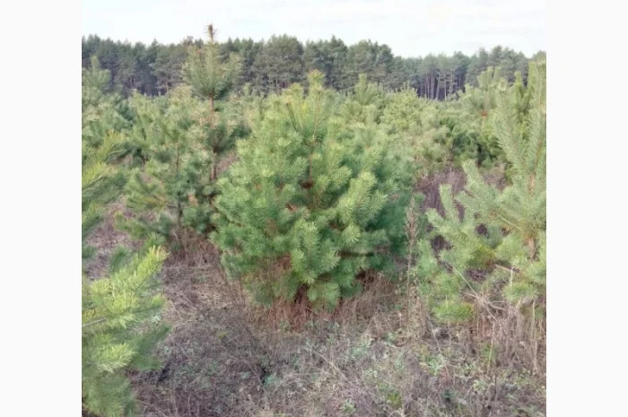 Сосна ялинка сосны ёлки оптом- фото № 1