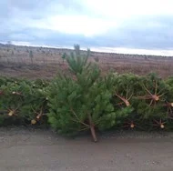 Сосна ялинка сосны ёлки оптом- фото № 2