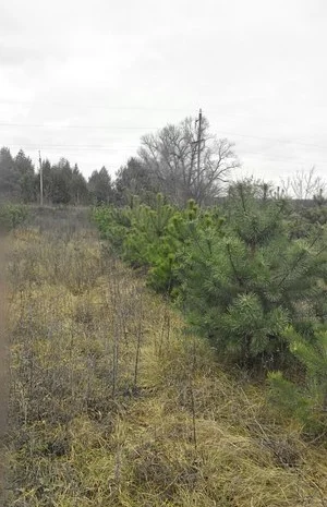 Сосна ялинка сосны ёлки оптом- фото № 3