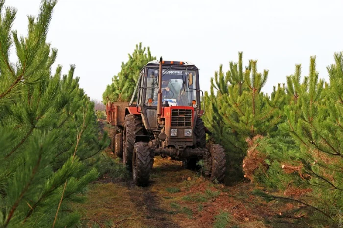 Сосна ялинка сосны ёлки оптом- фото № 4