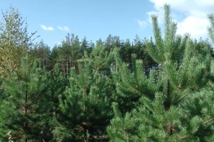 Сосна новогодняя Оптом Ялинка новорічна Новогодние Сосны Елки Сосна живая Сосна Оптом- фото № 1